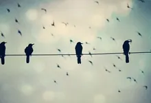birds 1920x1080 wallpaper Art HD Wallpaper
